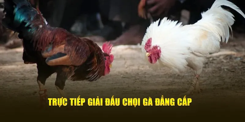 trực tiếp giải đấu chọi gà đăng cấp tại bo88bet trực tiếp giải đấu chọi gà đăng cấp tại bo88bet